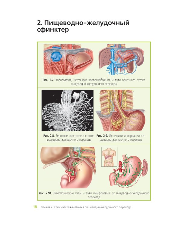 Клиническая анатомия переходных зон желудочно-кишечного тракта. Иллюстрированный авторский цикл лекций