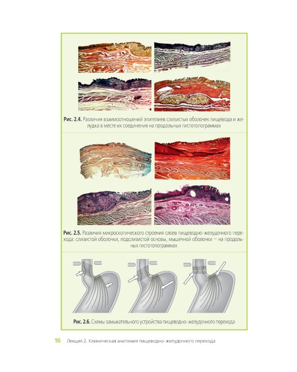 Клиническая анатомия переходных зон желудочно-кишечного тракта. Иллюстрированный авторский цикл лекций