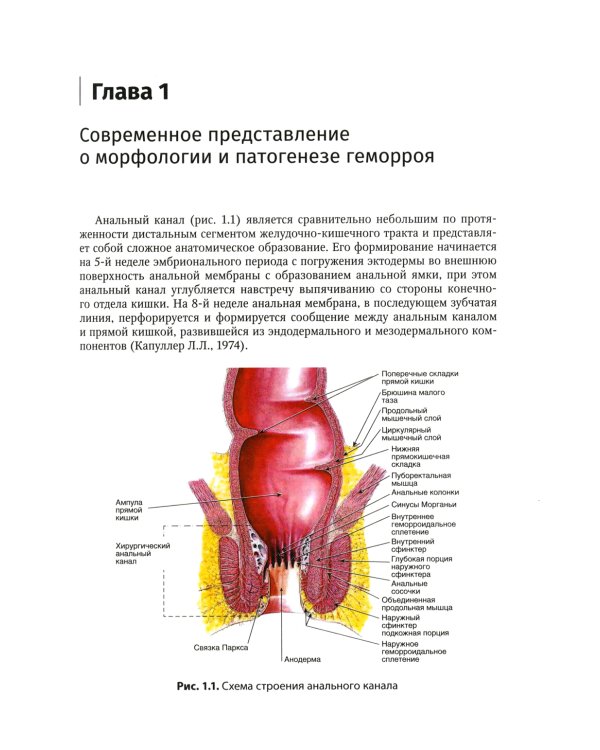 Геморрой. Диагностика и лечение