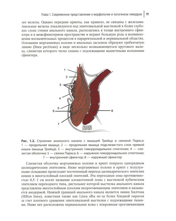 Геморрой. Диагностика и лечение