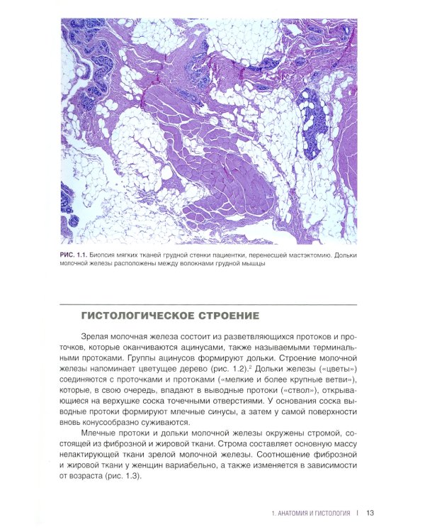 Интерпретация биопсий молочной железы
