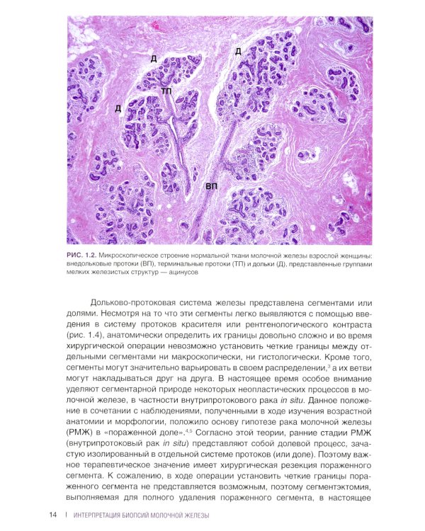 Интерпретация биопсий молочной железы