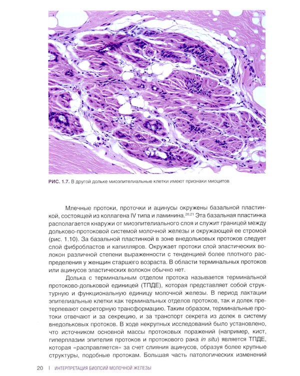 Интерпретация биопсий молочной железы