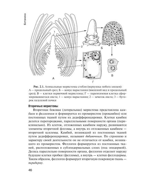 Ботаника: Учебник