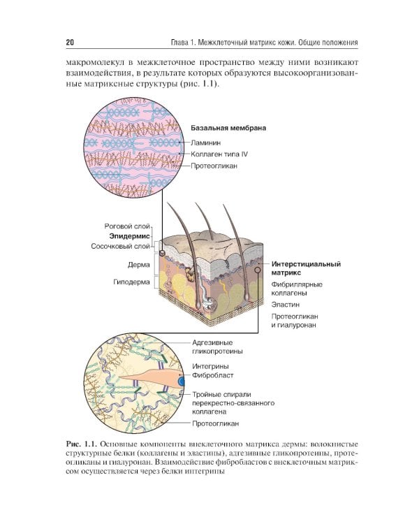 Коллаген, эластин, гиалуроновая кислота в молекулярной косметологии