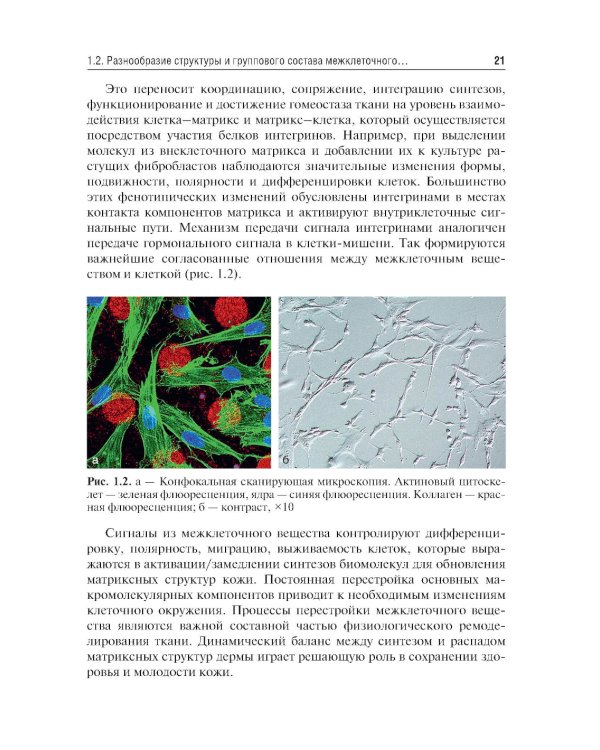 Коллаген, эластин, гиалуроновая кислота в молекулярной косметологии