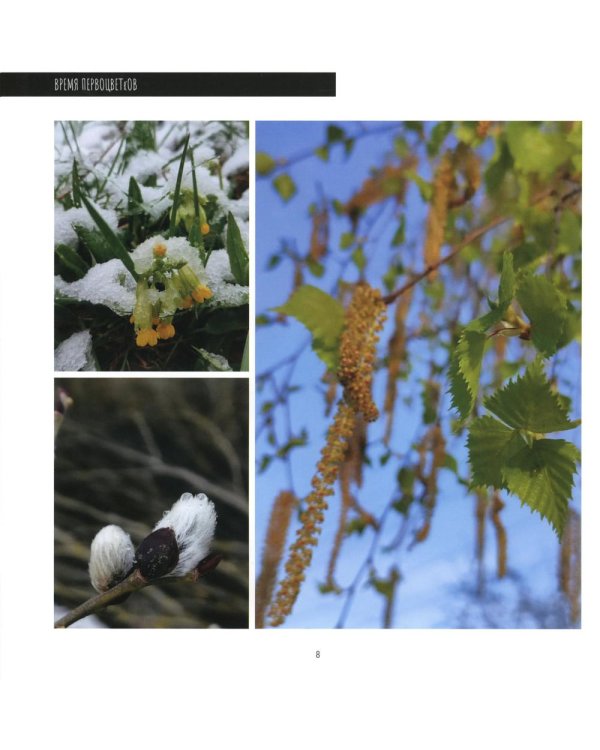 Время первоцветов