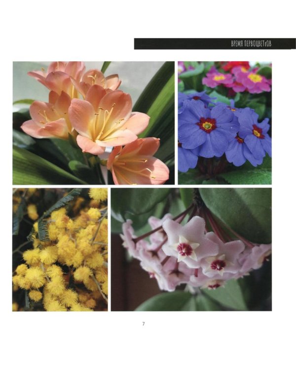 Время первоцветов