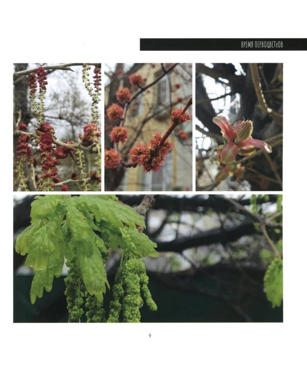 Время первоцветов