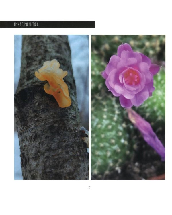 Время первоцветов