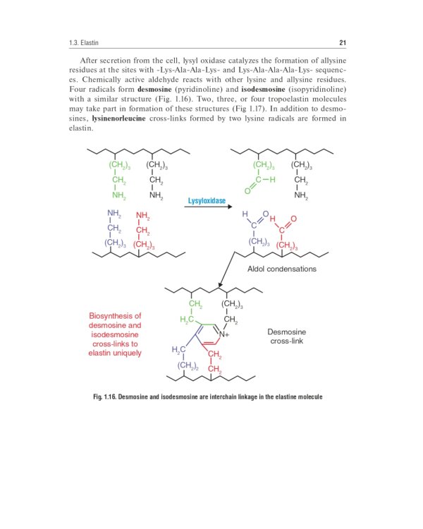 Biochemistry of the connective tissue. Biochemistry of mixed saliva: tutorial