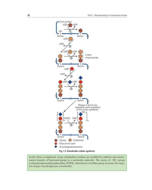 Biochemistry of the connective tissue. Biochemistry of mixed saliva: tutorial