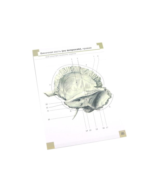 Визуальная анатомия человека: Остеология; Артросиндесмология (Карточки) (комплект)