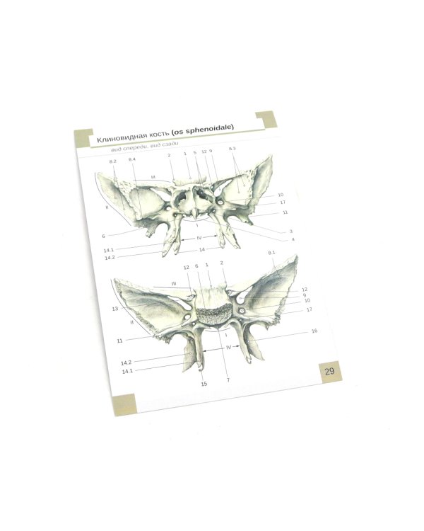 Визуальная анатомия человека: Остеология; Артросиндесмология (Карточки) (комплект)