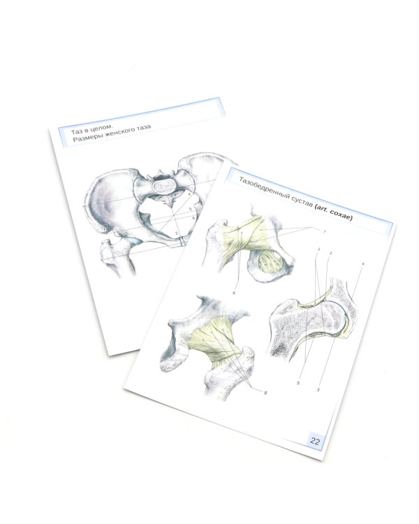 Визуальная анатомия человека: Остеология; Артросиндесмология (Карточки) (комплект)