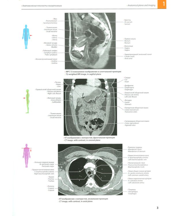 Атлас анатомии Грея: Учебное пособие (на 3-х языках: русский, английский, латинский). 2-е изд