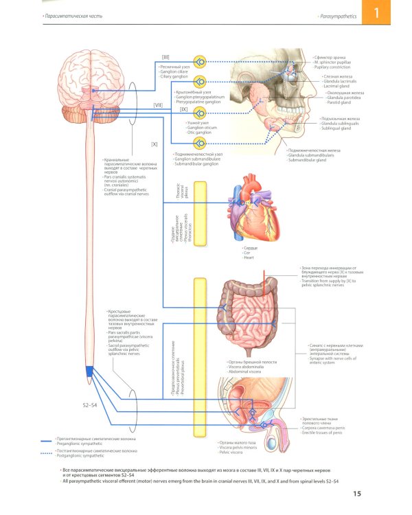 Атлас анатомии Грея: Учебное пособие (на 3-х языках: русский, английский, латинский). 2-е изд