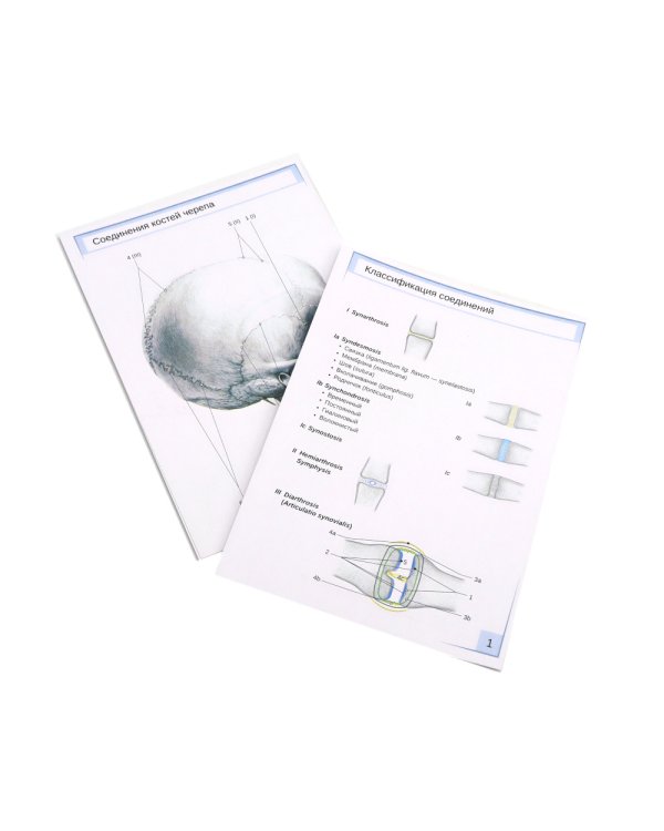 Визуальная анатомия человека: Остеология; Артросиндесмология (Карточки) (комплект)