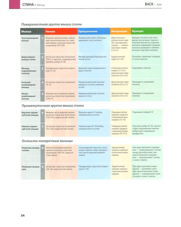 Атлас анатомии Грея: Учебное пособие (на 3-х языках: русский, английский, латинский). 2-е изд