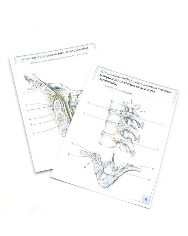 Визуальная анатомия человека: Остеология; Артросиндесмология (Карточки) (комплект)