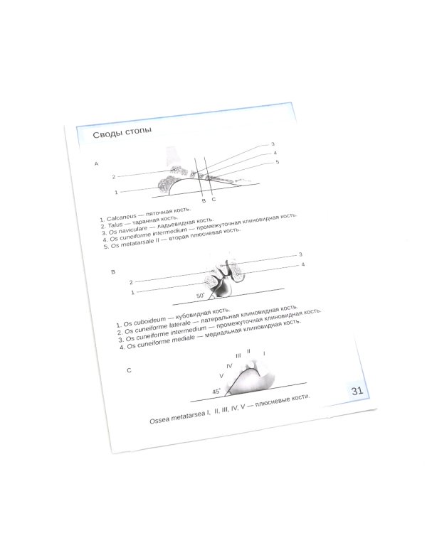 Визуальная анатомия человека: Остеология; Артросиндесмология (Карточки) (комплект)