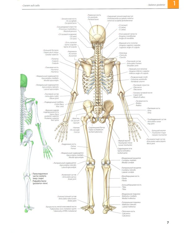 Атлас анатомии Грея: Учебное пособие (на 3-х языках: русский, английский, латинский). 2-е изд