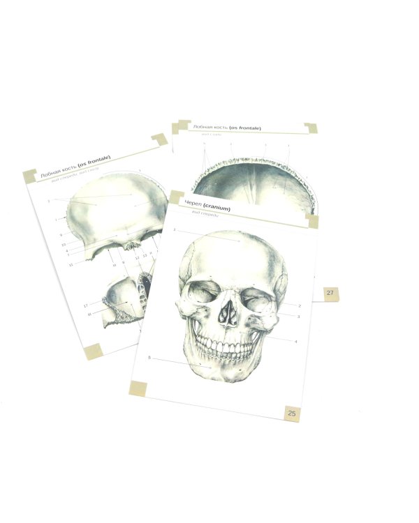 Визуальная анатомия человека: Остеология; Артросиндесмология (Карточки) (комплект)