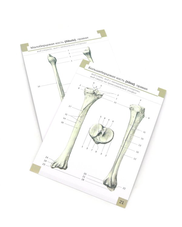 Визуальная анатомия человека: Остеология; Артросиндесмология (Карточки) (комплект)