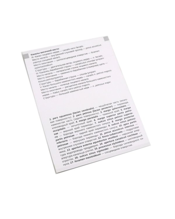 Визуальная анатомия человека: Остеология; Артросиндесмология (Карточки) (комплект)