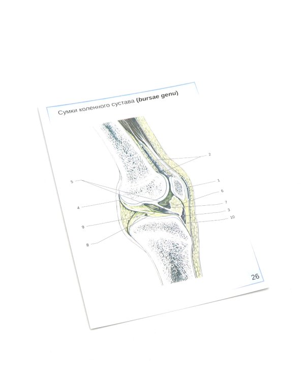Визуальная анатомия человека: Остеология; Артросиндесмология (Карточки) (комплект)