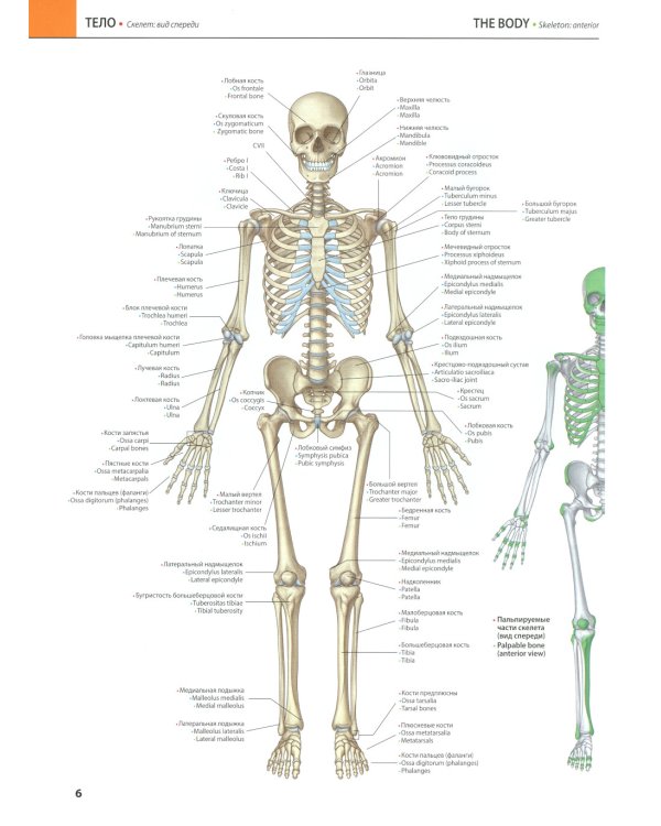 Атлас анатомии Грея: Учебное пособие (на 3-х языках: русский, английский, латинский). 2-е изд
