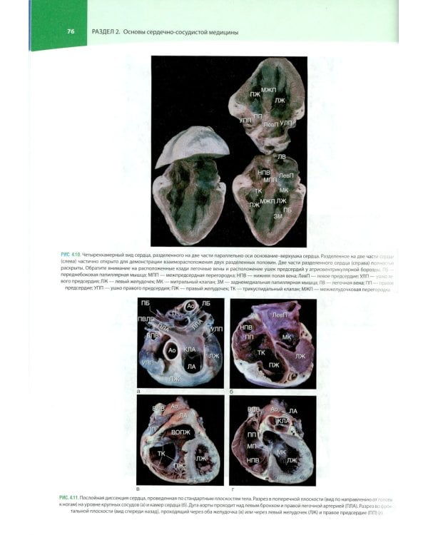 Кардиология по Херсту. В 3 т. Т. 1