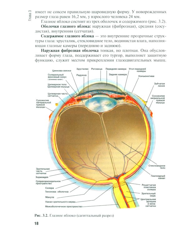 Диагностика и лечение пациентов офтальмологического профиля: Учебник