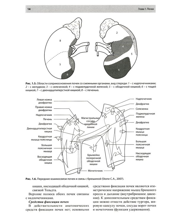 Остеопатическая коррекция измененных функций мочеполовой системы: руководство для врачей