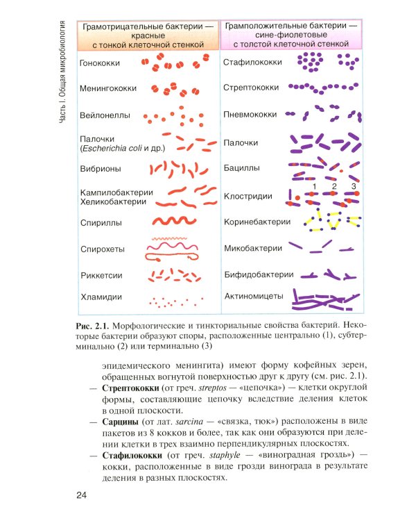 Основы микробиологии и иммунологии: Учебник
