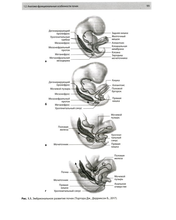 Остеопатическая коррекция измененных функций мочеполовой системы: руководство для врачей