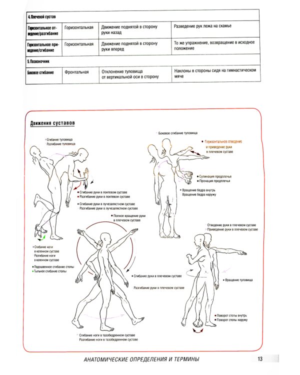 Анатомия фитнеса и силовых упражнений для женщин