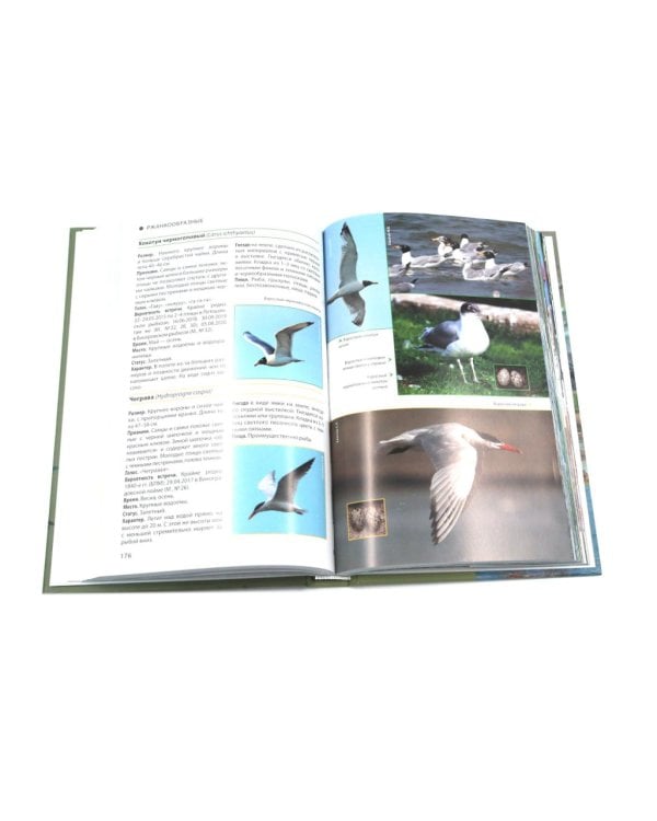 Птицы Москвы и Подмосковья; Птицы России: Фотоопределитель (комплект из 2-х книг)