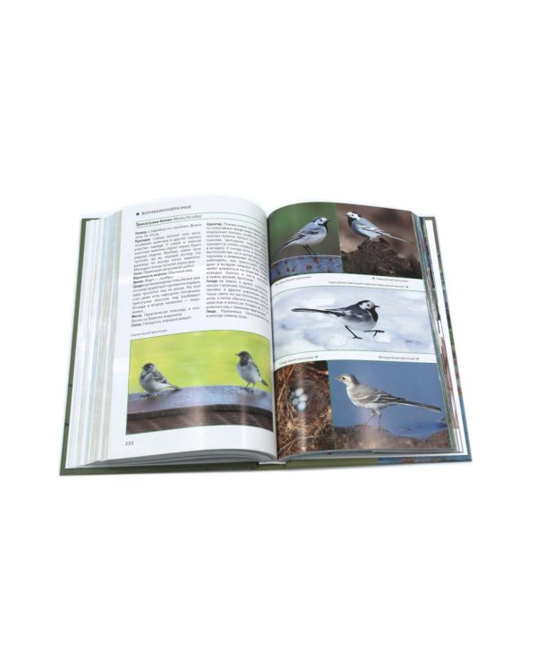 Птицы Москвы и Подмосковья; Птицы России: Фотоопределитель (комплект из 2-х книг)