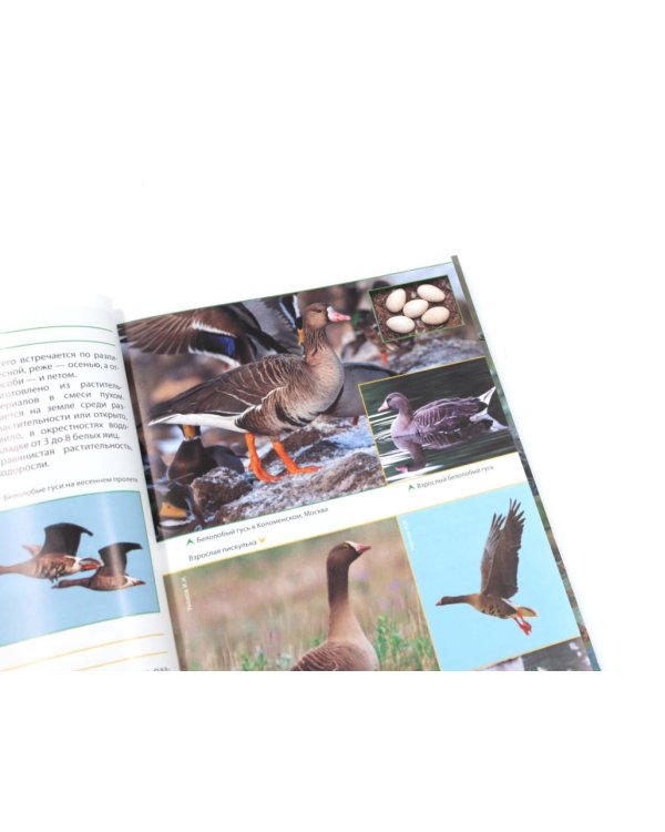 Птицы Москвы и Подмосковья; Птицы России: Фотоопределитель (комплект из 2-х книг)