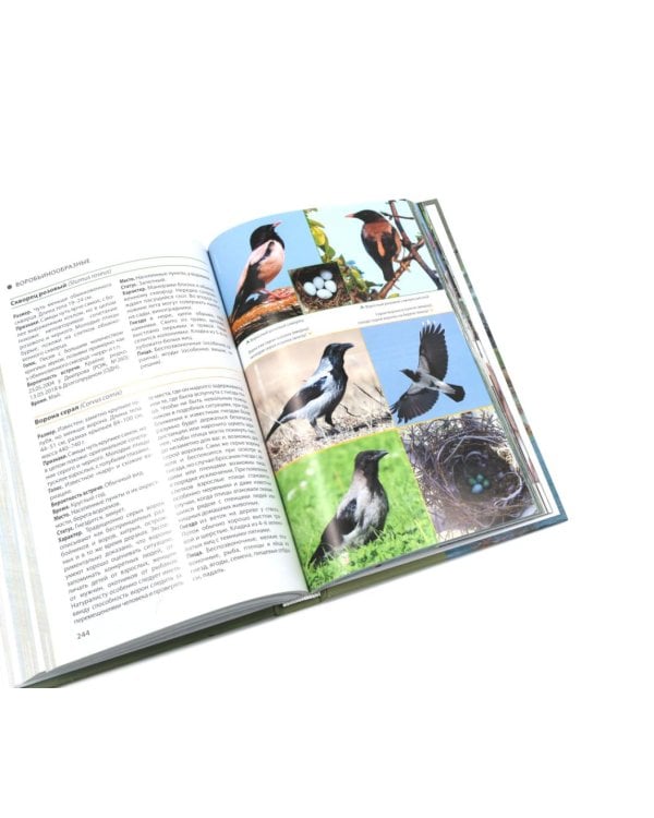Птицы Москвы и Подмосковья; Птицы России: Фотоопределитель (комплект из 2-х книг)