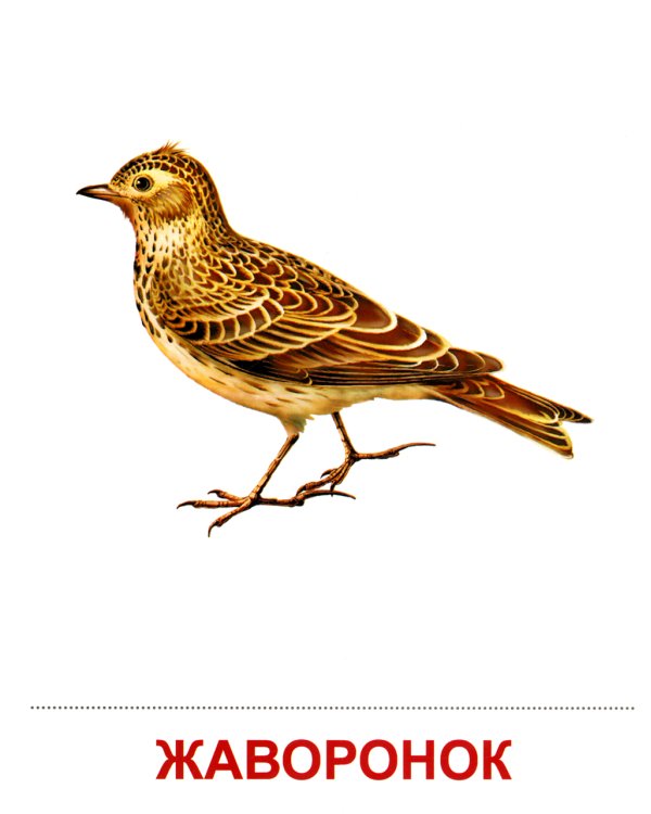 Комплект картинок "Супер. Птицы: перелетные, зимующие, домашние и декоративные" (количество томов: 8)