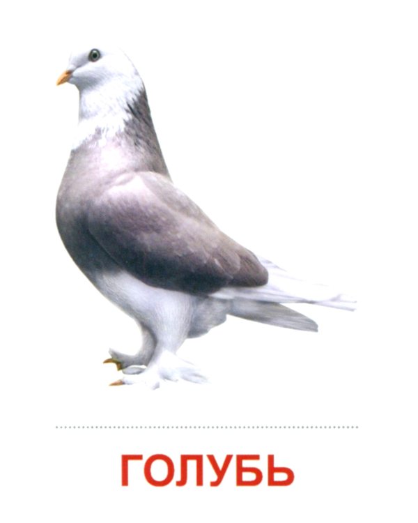 Комплект картинок "Супер. Птицы: перелетные, зимующие, домашние и декоративные" (количество томов: 8)