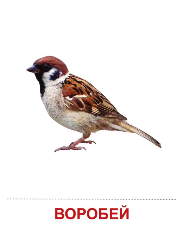 Комплект картинок "Супер. Птицы: перелетные, зимующие, домашние и декоративные" (количество томов: 8)