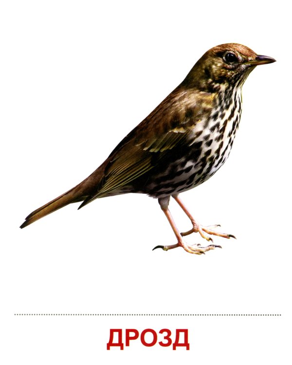 Комплект картинок "Супер. Птицы: перелетные, зимующие, домашние и декоративные" (количество томов: 8)