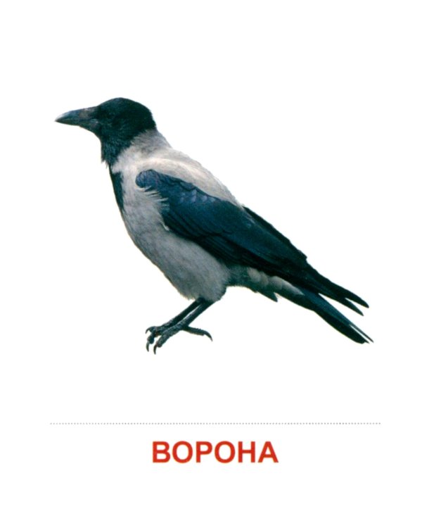 Комплект картинок "Супер. Птицы: перелетные, зимующие, домашние и декоративные" (количество томов: 8)