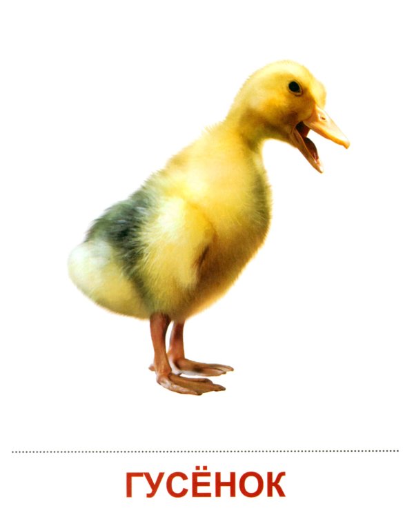 Комплект картинок "Супер. Птицы: перелетные, зимующие, домашние и декоративные" (количество томов: 8)