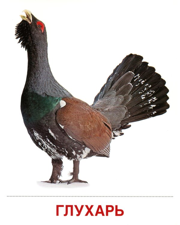 Комплект картинок "Супер. Птицы: перелетные, зимующие, домашние и декоративные" (количество томов: 8)