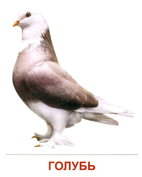 Комплект картинок "Супер. Птицы: перелетные, зимующие, домашние и декоративные" (количество томов: 8)