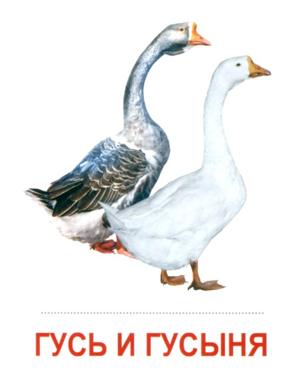 Комплект картинок "Супер. Птицы: перелетные, зимующие, домашние и декоративные" (количество томов: 8)